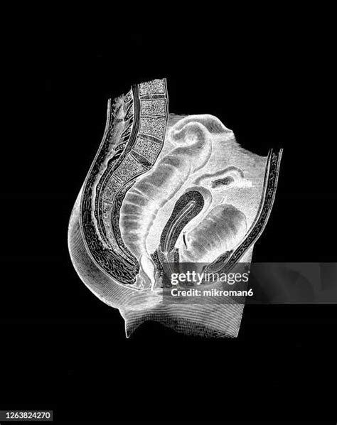 222 Female Pelvic Anatomy Stock Photos, High-Res Pictures, and Images - Getty Images