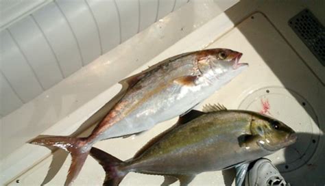 Fish id? Amber jack vs Almaco jack | Pensacola Fishing Forum