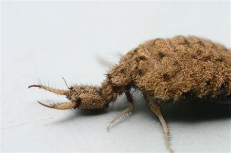 Doodlebug Death Traps A Closer Look At The Infamous Ant Lion Montana