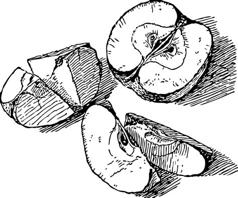 vintage ink drawing  sliced apple dibujos  lapiz carboncillo