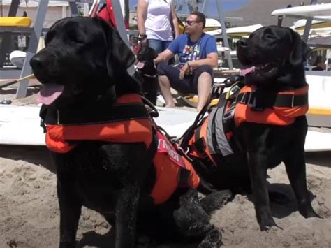 D Monstration De Sauvetage En Mer Par Des Labrador Sur La Plage Du Lido