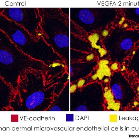 Comparison Of Control And VEGFA Stimulated Microvascular Endothelial