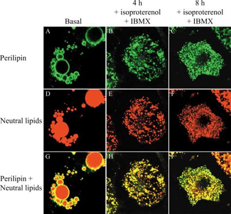 The Phosphorylation Of Serine 492 Of Perilipin A Directs Lipid Droplet