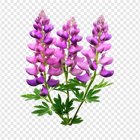 Lupinblume Png Isoliert Auf Durchsichtigem Hintergrund Ki Generiertes Psd