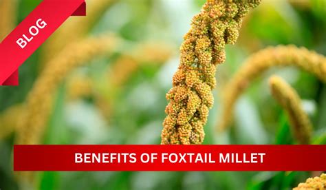 Foxtail millets-Benefits and nutrition – The Millet Shop