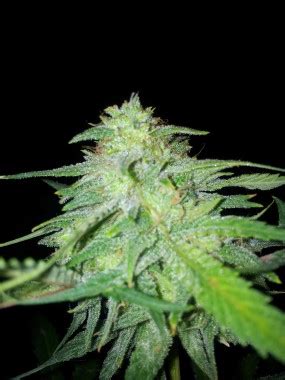 Kush Weed Wallpaper Images Crazy Gallery - Kush - 2448x3264 - Download ...