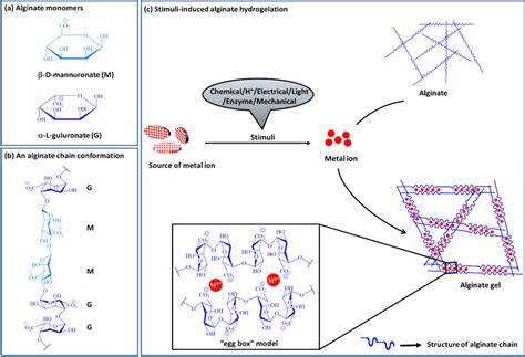 Alginate hydrogelation. a Structure of alginate monomers; b alginate... | Download Scientific ...