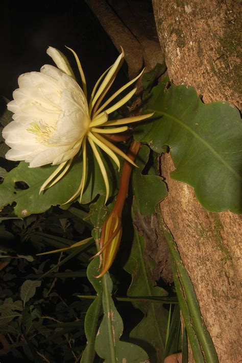 Epiphyllum Grandilobum F A C Weber Britton Rose Flickr