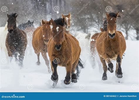 Horses Running in the Snow stock photo. Image of outdoor - 88160462