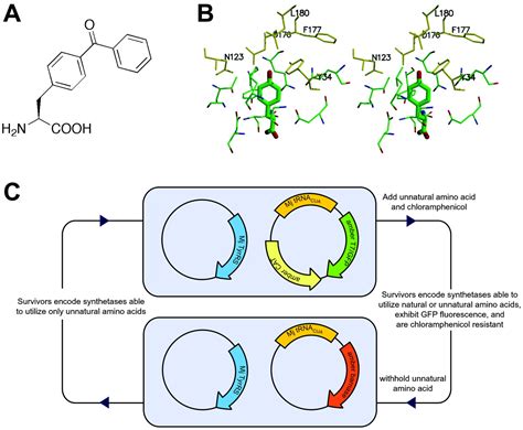 Addition Of A Photocrosslinking Amino Acid To The Genetic Code Of