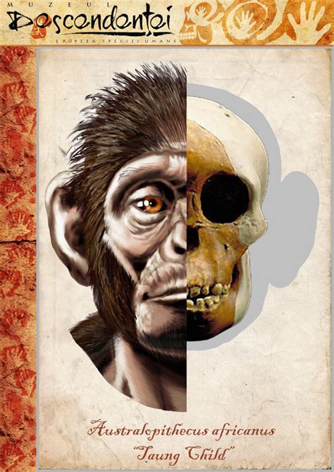 Australopithecus africanus - Taung Child reconstruction by Eduard Olaru ...