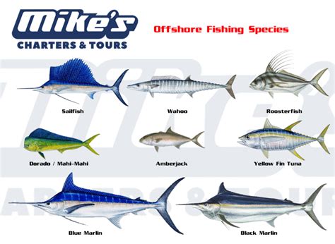 Offshore Fishing - Mike's Charters & Tours