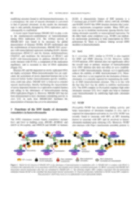 Solution Functions Of Chromatin Remodeling Factors In Heterochromatin Formation And Maintenance