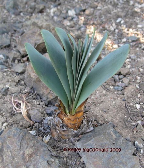 PlantFiles Pictures Brunsvigia Species Josephine S Lily Brunsvigia