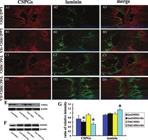 Immunofluorescence Double Labeling Was Performed To Assess The