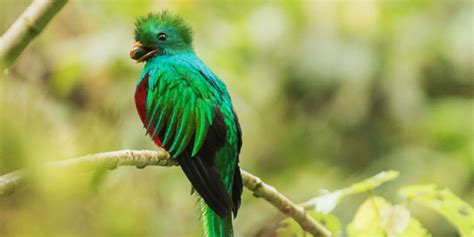 Día Nacional Del Quetzal En Guatemala Aprende