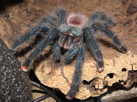 Pink Toe Tarantula Care Habitat Diet Housing And More