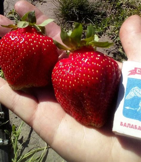 Роксана Описание Сорта Фото Отзывы – Telegraph