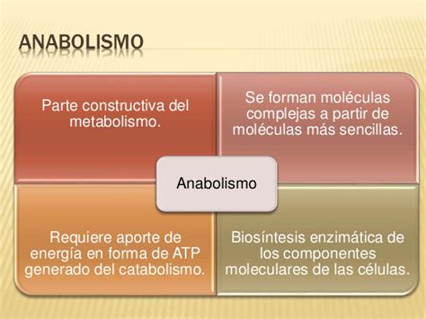 Anabolismo Y Catabolismo Diferencias Ejemplos Cuadro Comparativo