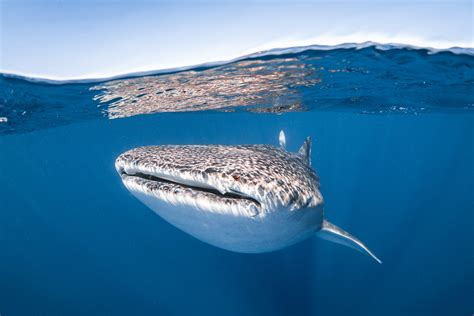 Vive La Experiencia De Bucear Entre Tiburones En Gal Pagos