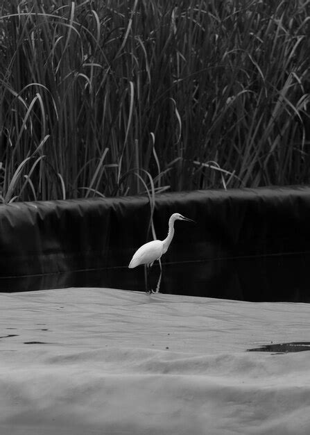 Premium Photo Bird On A Lake