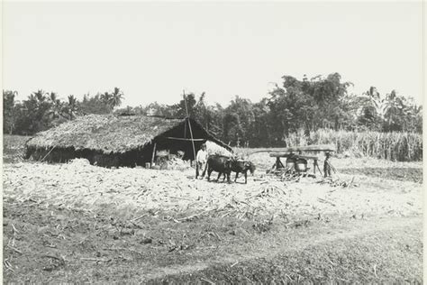 Apa Itu Tanam Paksa Atau Cultuurstelsel Sejarah Dan Masa Berakhirnya