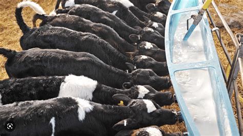 Understanding Calf Milk Replacers N And W Livestock