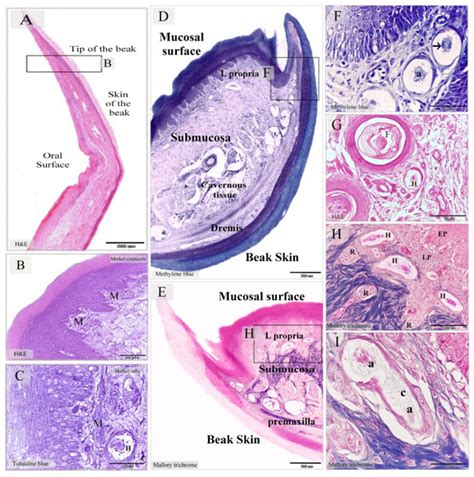 Free Nerve Endings Histology