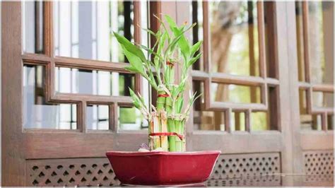 Planting These 5 Plants Positive Energy Comes In The House As Per Vastu Shastra Stress Will Go