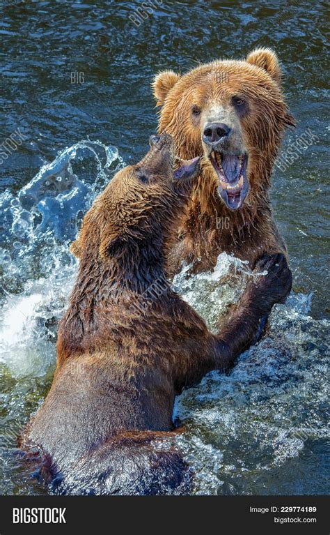 Kodiak Bears Kodiak Image & Photo (Free Trial) | Bigstock