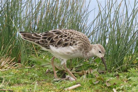 Ruff Slimbridge Brian Waller Flickr