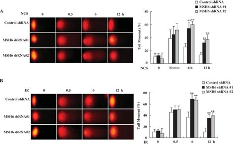 Msh Knockdown Results In Decreased Dsb Repair A And B Control And