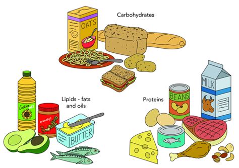 Lesson 5 6 Proteins Fats Carbohydrates — Студопедия