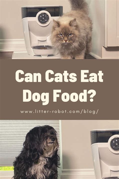 Can Cats Eat Dog Food Why Its Not Ideal For Your Pet