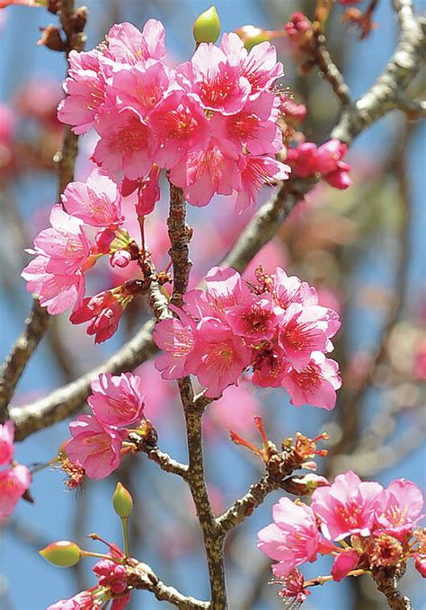 Waimea Cherry Blossom Heritage Festival Returns West Hawaii Today