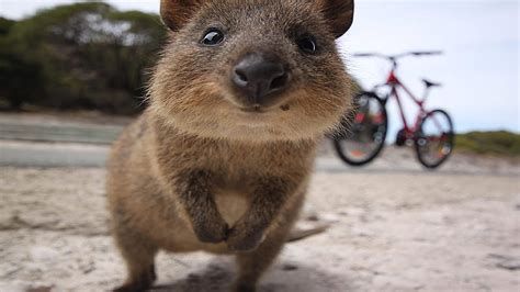 Quokka Mainly Nocturnal About The Size Of A Cat Genus Setonix Small