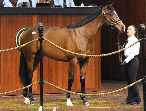 Ocala Stud Thoroughbred Stallion Farm