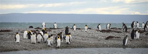 KING PENGUINS OF TIERRA DEL FUEGO - Ecochile - Tailor-made tours