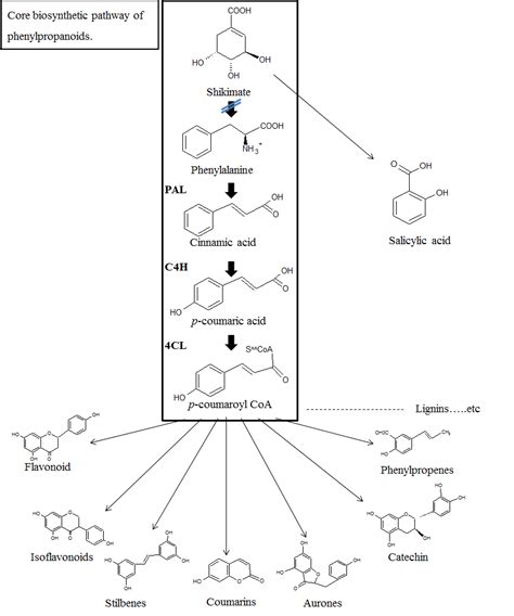 Simple Schematic Representation Of The Biosynthetic Pathway Of