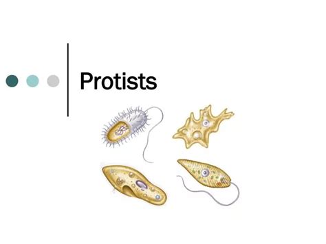 Ppt Protists Powerpoint Presentation Free Download Id5453195