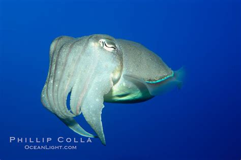 Common Cuttlefish Sepia Officinalis 10304