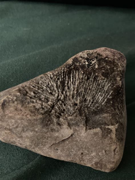 Found near Chicago in a creek. What is it? : r/fossils