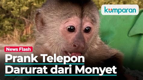 Monyet Iseng Telepon Darurat 911 Kepolisian As Kena Prank Youtube