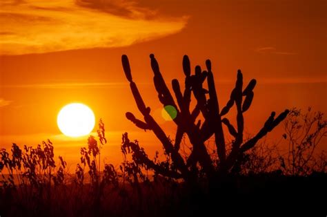 Cacto em silhueta ao pôr do sol Cenário típico da região Nordeste do