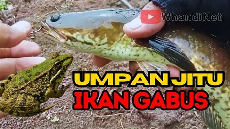 TEKNIK Mancing Gabus Pakai Joran Tegek UMPAN KODOK ASLI UMPAN JITU