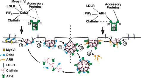 Figure From The Adaptor Protein Dab Sorts Ldl Receptors Into Coated