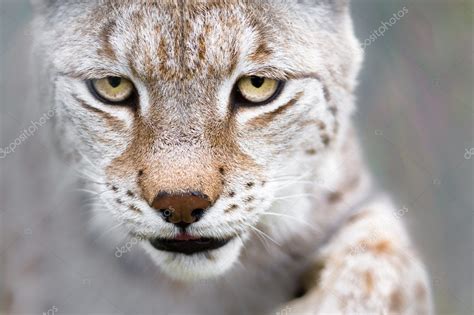 Lynx with focused eyes — Stock Photo © thomland #1706786