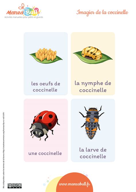 Cycle De Vie Des Coccinelles