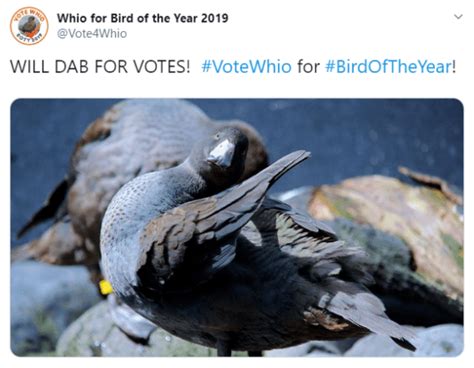 The best memes of Bird of the Year 2019 | Conservation blog