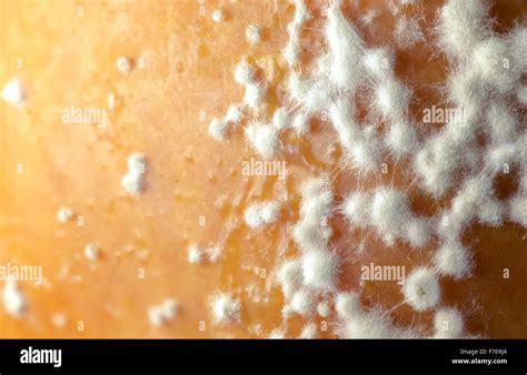 White fungal spores growing on the skin of a rotting apple Stock Photo - Alamy